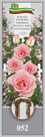 Роза Бледо розова с бял оттенък увивна
