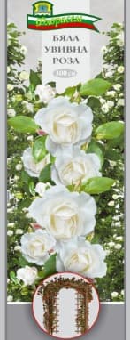 Роза Бяла увивна