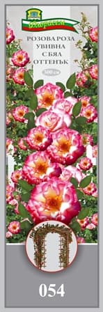 Роза Розова с бял оттенък увивна