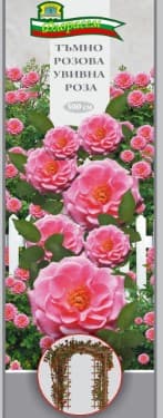 Роза Тъмно розова увивна