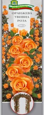 Роза Оранжева увивна
