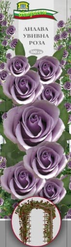 Роза Лилава увивна