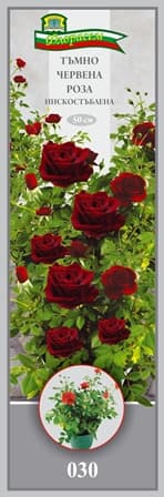 Роза Тъмно червена нискостъблена