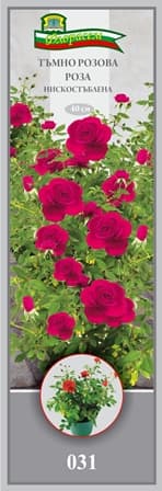 Роза Тъмно розова нискостъблена