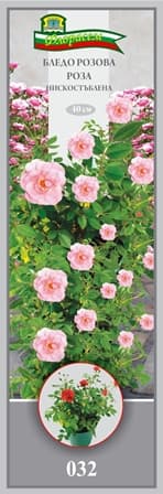 Роза Бледо розова нискостъблена