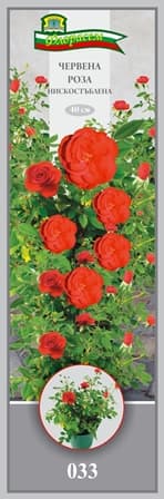 Роза Червена нискостъблена
