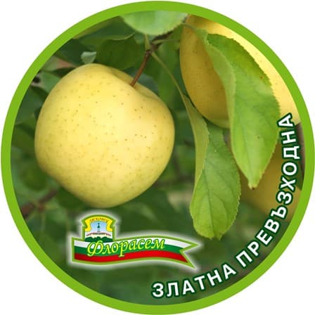 Ябълка Златна превъзходна