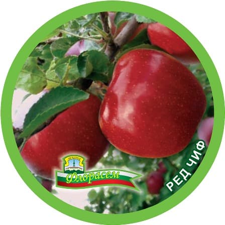 Ябълка Ред чиф