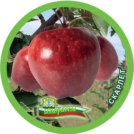 Ябълка Скарлет