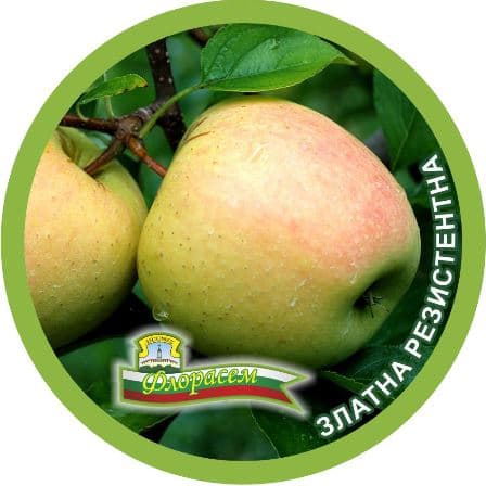 Ябълка Златна резистентна