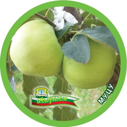 Ябълка Муцу