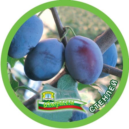 Слива Стенлей