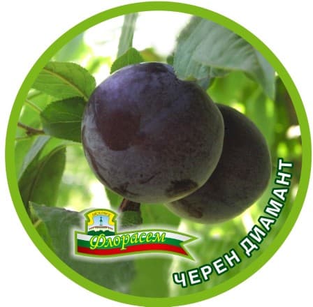 Слива Червен диамант