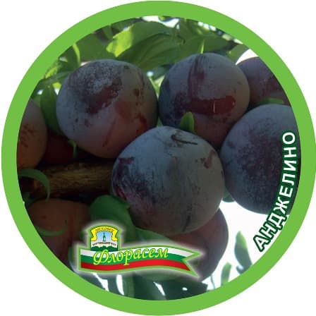 Слива Анджелино