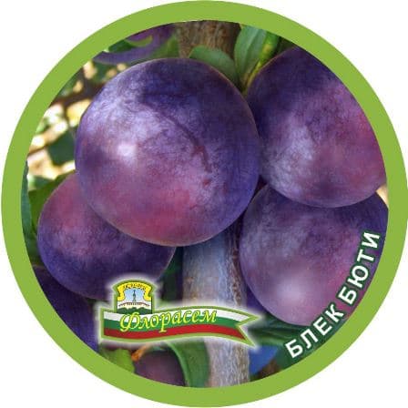 Слива Блек бюти