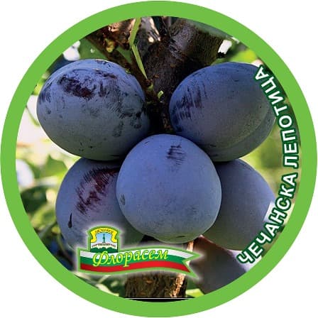 Слива Чечанска лепотица