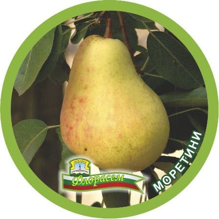 Круша Моретини