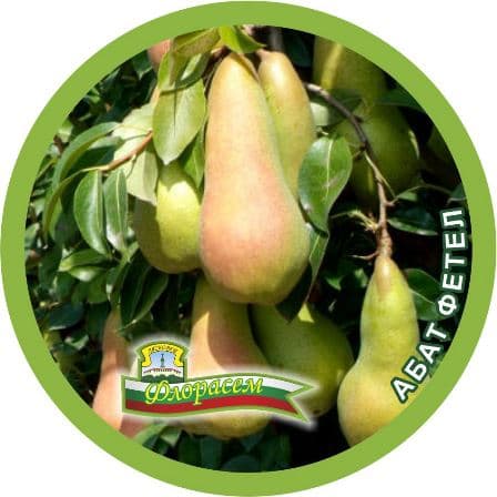 Круша Абат Фетел