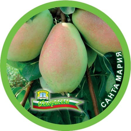 Круша Санта Мария