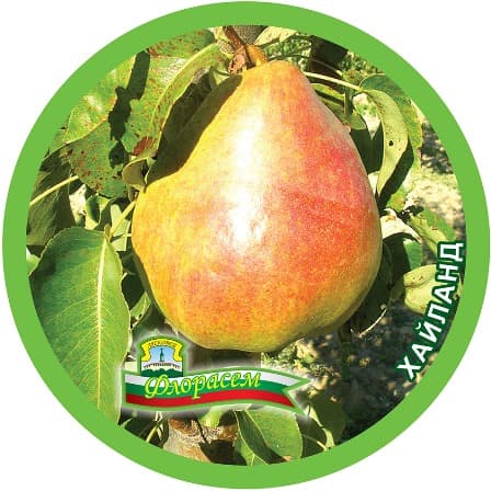 Круша Хайланд