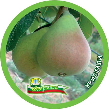 Круша Кристали