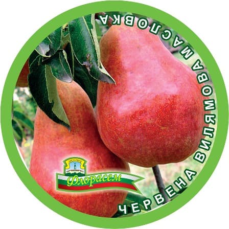 Круша Червена вилямова масловка