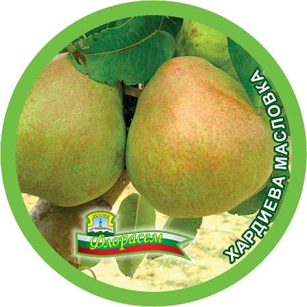 Круша Хардиева масловка