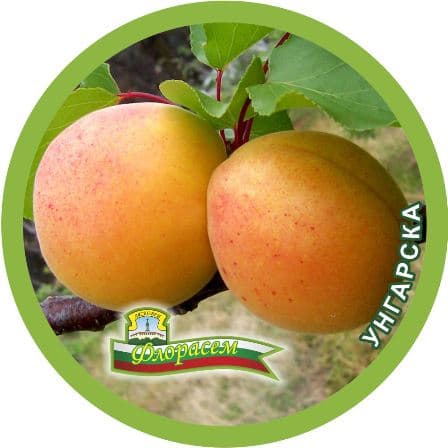 Кайсия Унгарска