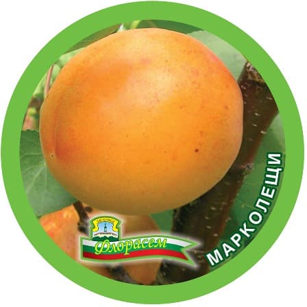 Кайсия Марколещи