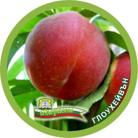 Праскова Глоухейвън