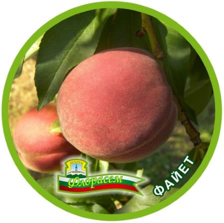 Праскова Файет