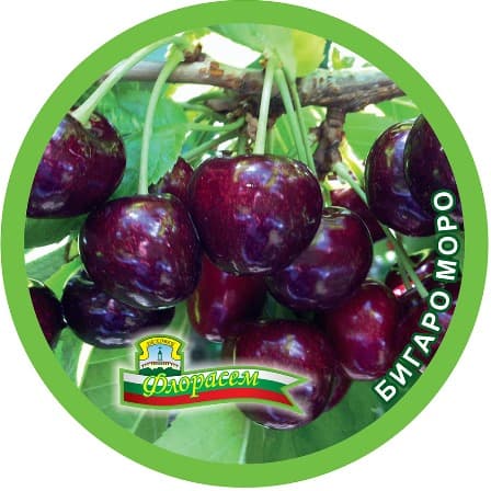 Череша Бигаро Моро