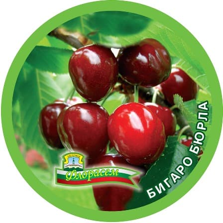 Череша Бигаро бюрла