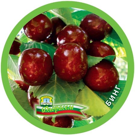 Череша Бинг