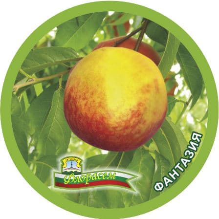 Нектарина Фантазия