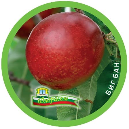 Нектарина Биг бан